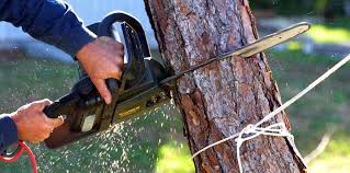 Best Commercial Tree Services  in Wyoming, DE