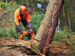 Best Tree Maintenance Programs  in Wyoming, DE