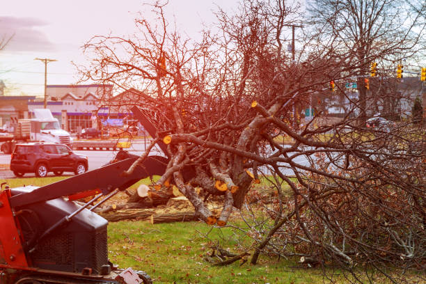 Best Firewood Processing and Delivery  in Wyoming, DE