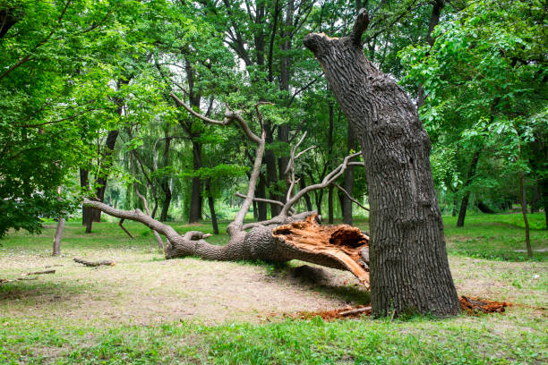 Best Fruit Tree Pruning  in Wyoming, DE
