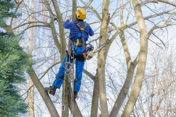 How Our Tree Care Process Works  in  Wyoming, DE