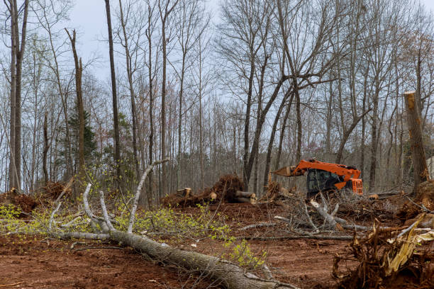 Best Tree and Shrub Care  in Wyoming, DE