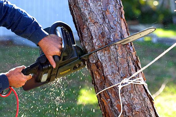 Best Aeration Services  in Wyoming, DE