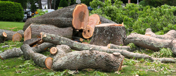  Wyoming, DE Tree Care Pros