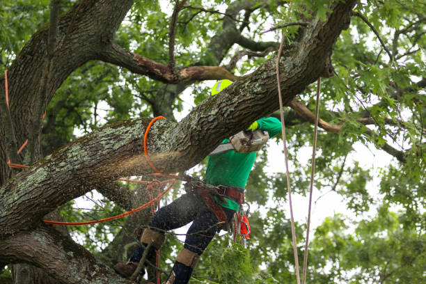 Best Utility Line Clearance  in Wyoming, DE