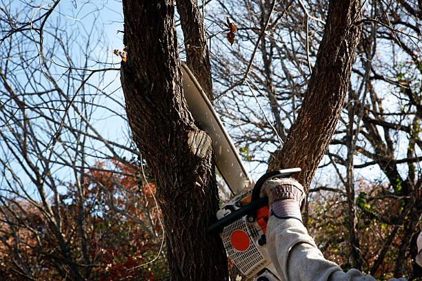Best Storm Damage Tree Cleanup  in Wyoming, DE