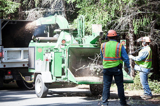 Best Tree Disease Treatment  in Wyoming, DE